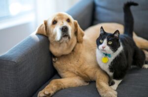 pets
